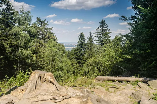 Łysica. Widok z Łysicy