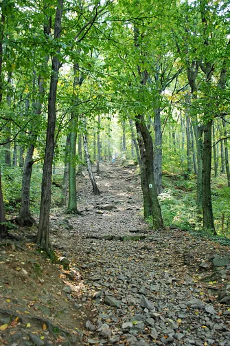 Ślęża. Leśna droga na szczyt