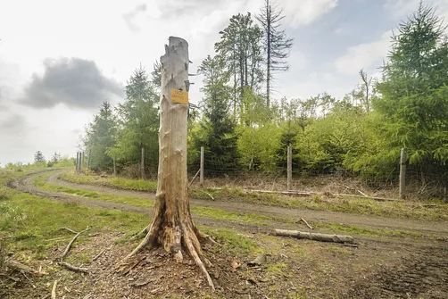 Trzy Granice (730m n.p.m.) - skręcamy w lewo