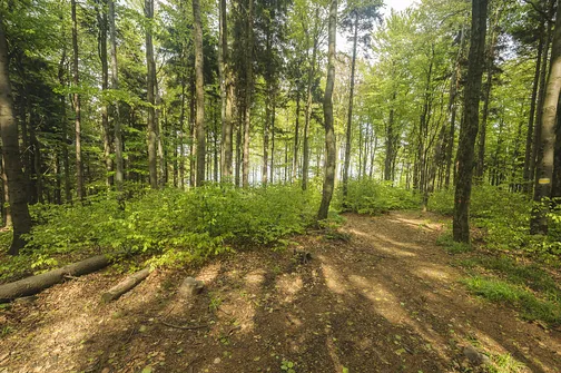 Zdjęcie zrobione na Szerokiej Górze. Po prawej stronie oznaczenie żółtego szlaku. Na mapach go nie znajdziemy.