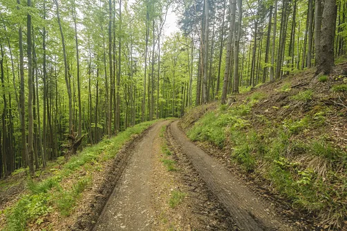 Po trzech minutach dochodzimy do drogi