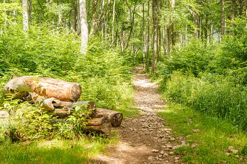 Chełmiec w Górach Wałbrzyskich - najkrótszy szlak na szczyt