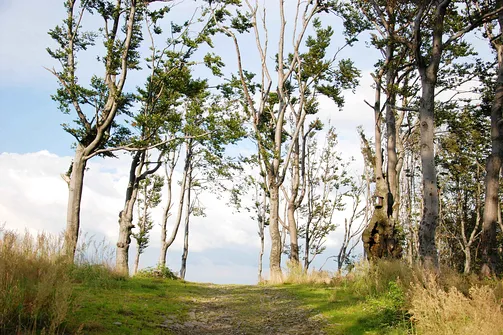 Szczyt z kapliczką na drzewie