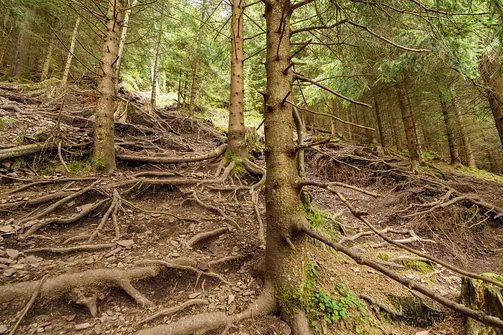 Żółty szlak na Waligórę od strony Przełęczy Trzech Dolin