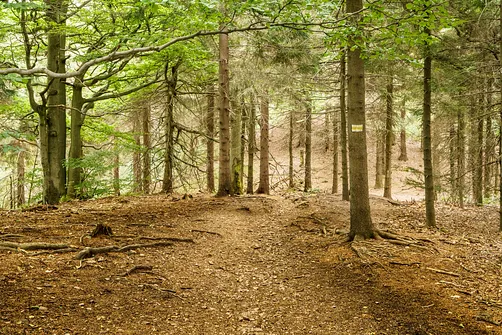 Zejście z Waligóry żółtym szlakiem w kierunku Rozdroża pod Waligórą