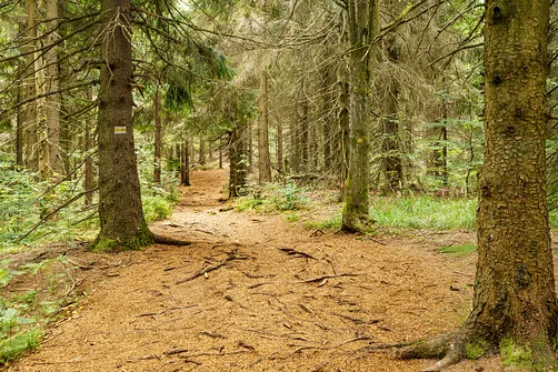 Szlak żółty pomiędzy szczytem Waligóry a Rozdrożem pod Waligórą