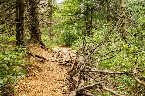 Szlak żółty pomiędzy szczytem Waligóry a Rozdrożem pod Waligórą