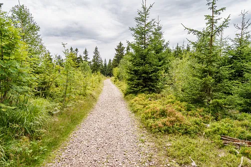 Szlak żółty pomiędzy szczytem Waligóry a Rozdrożem pod Waligórą