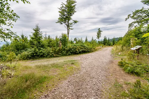 Szlak żółty pomiędzy szczytem Waligóry a Rozdrożem pod Waligórą