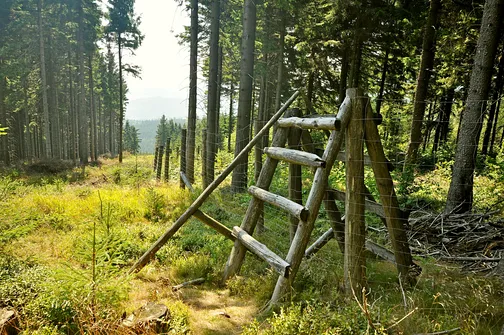 Skalnik - najwyższy szczyt Rudaw Janowickich