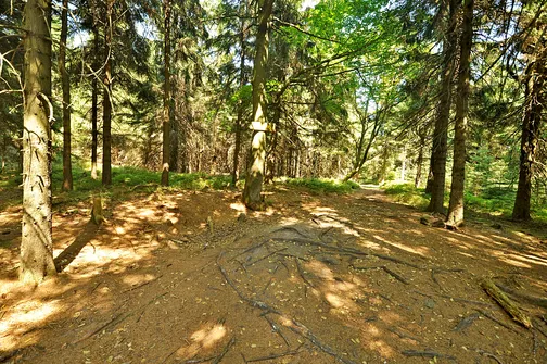 Skalnik - najwyższy szczyt Rudaw Janowickich