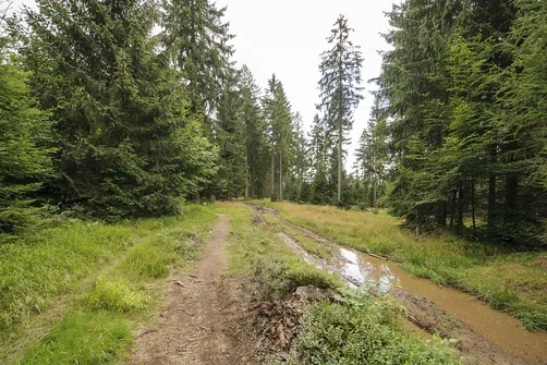Odcinek szlaku, który wiedzie nieutwardzoną drogą