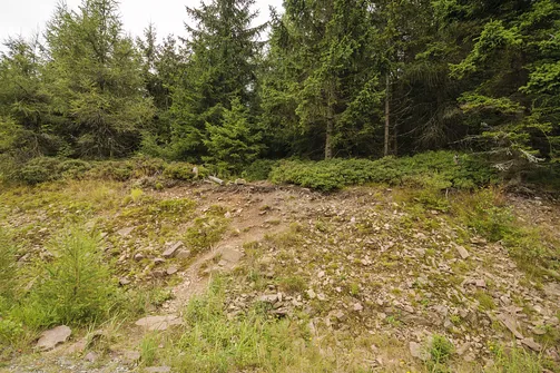 Aby dojść na wierzchołek Jagodnej Północnej przy betonowym słupku nr 158 wchodzimy w las