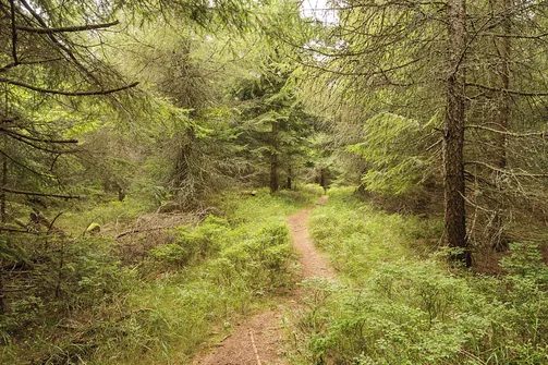 Leśna ścieżka na Jagodną Północną