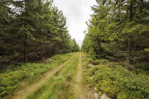 Droga powrotna ze szczytu Jagodnej