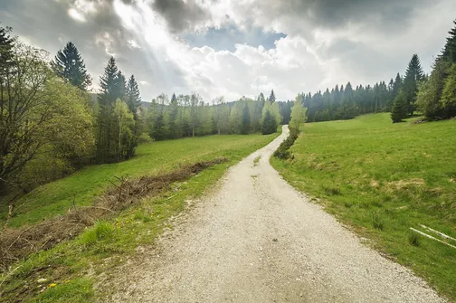 Idziemy otwartą przestrzenią. W oddali widać już las, do którego za chwilę wejdziemy.