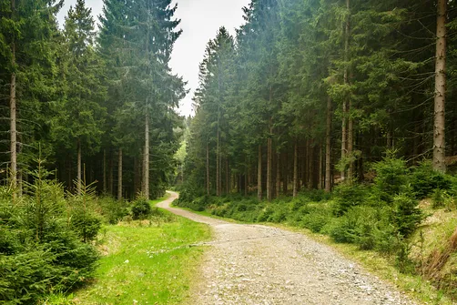 Teraz kilka minut spacerku przez las.