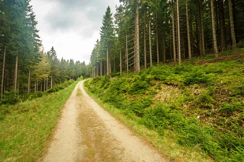 Odcinek utwardzonej leśnej drogi ma 600 metrów długości.