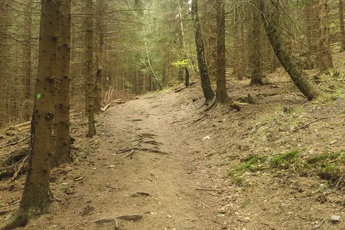 Maszerujemy przez las. Z każdym krokiem jesteśmy bliżej celu.