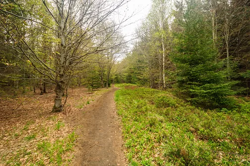 Nadal płasko. Jesteśmy na wysokości 900m n.p.m. Do szczytu brakuje jeszcze niecałe 100 metrów.