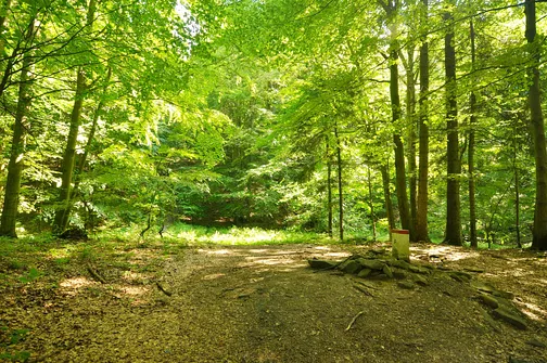 Miejsce w drodze z Przełeczy Beskid na Lackową, gdzie rozpoczyna się trudniejszy odcinek podejścia.