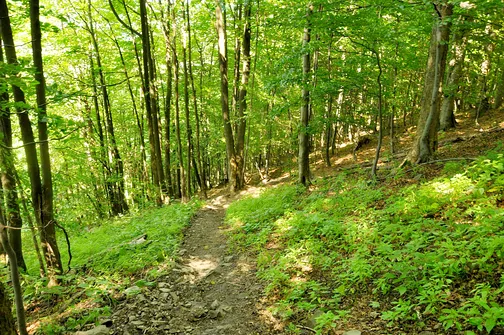 Lackowa - najwyższy szczyt w polskiej części Beskidu Niskiego