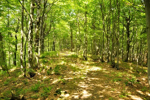 Lackowa - najwyższy szczyt w polskiej części Beskidu Niskiego