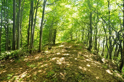 Lackowa - najwyższy szczyt w polskiej części Beskidu Niskiego
