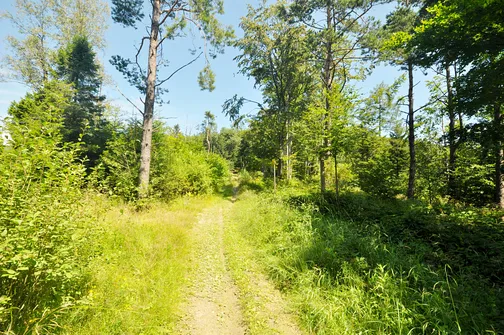 W drodze z Lackowej na Ostry Wierch. Tutaj odbijamy w lewo w stronę Bielicznej i Izb.