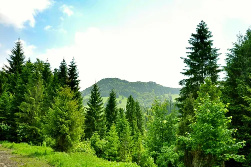 Cel wędrówki - Wysoka