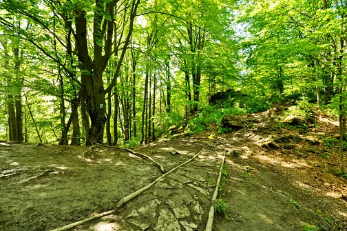 W tym miejscu należy zejść z niebieskiego szlaku by wejść na Wysoką