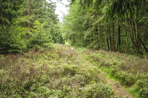 Orlica - najwyższe wzniesienie w polskiej części Gór Orlickich