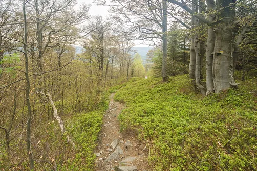 Zejście z Kowadła żółtym szlakiem w kierunku Pasiecznej. Początkowo prawie płasko…
