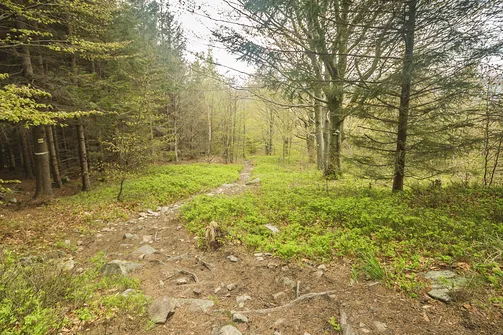Żółty szlak prowadzi nas wzdłuż granicy polsko-czeskiej.