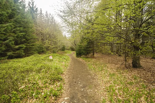 Po piętnastu minutach od szczytu Kowadła jest ponownie płasko.