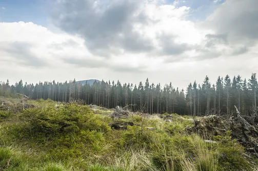 Wygląda, że silne wiatry połamały w tym miejscu drzewa.