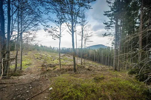 Rudawiec - szczyt w Górach Złotych na granicy z Czechami