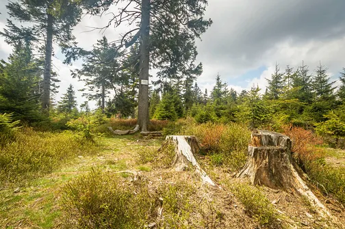 Smrek Trójkrajny (1107 metrów n.p.m.)