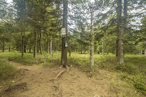 Smrk - najwyższy szczyt Gór Złotych o wysokości 1127 metrów.