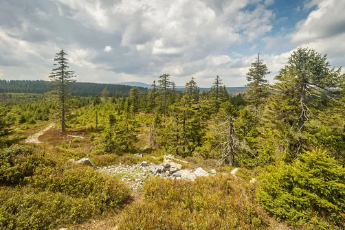 Rudawiec - szczyt w Górach Złotych na granicy z Czechami