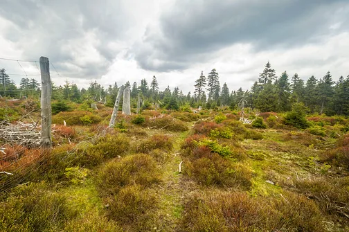 Idziemy wzdłuż rozlatującego się już leśnego ogrodzenia.
