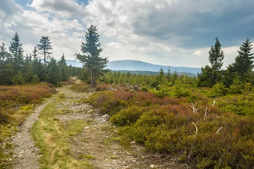 Rudawiec - szczyt w Górach Złotych na granicy z Czechami