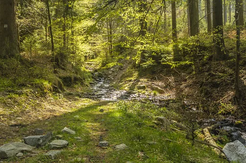 Rudawiec - szczyt w Górach Złotych na granicy z Czechami