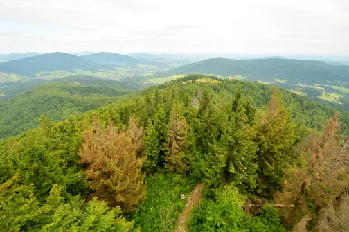 Mogielica - najwyższy szczyt w Beskidzie Wyspowym