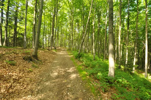 Mogielica - najwyższy szczyt w Beskidzie Wyspowym