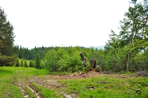 Skrzyżowanie czerwonego szlaku z Jaworek ze szlakiem niebieskim z Wielkiego Rogacza do przełęczy Gromadzkiej
