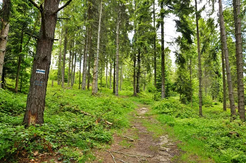 Radziejowa - szczyt Beskidu Sądeckiego z wieżą widokową