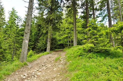 Czerwony szlak Wielki Rogacz - Radziejowa