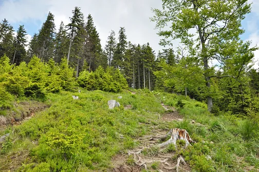 Końcowy odcinek podejścia na Radziejową