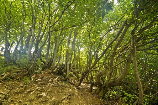 Tarnica, Halicz, Rozsypaniec - wędrówka po bieszczadzkich szczytach